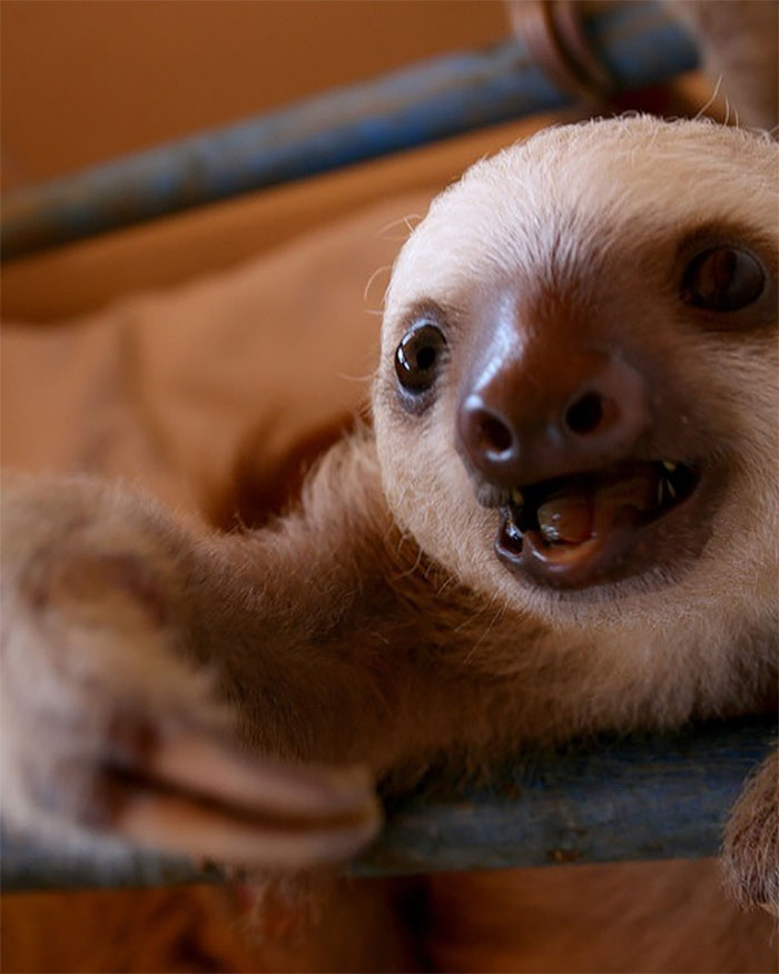 Just A Happy Sloth