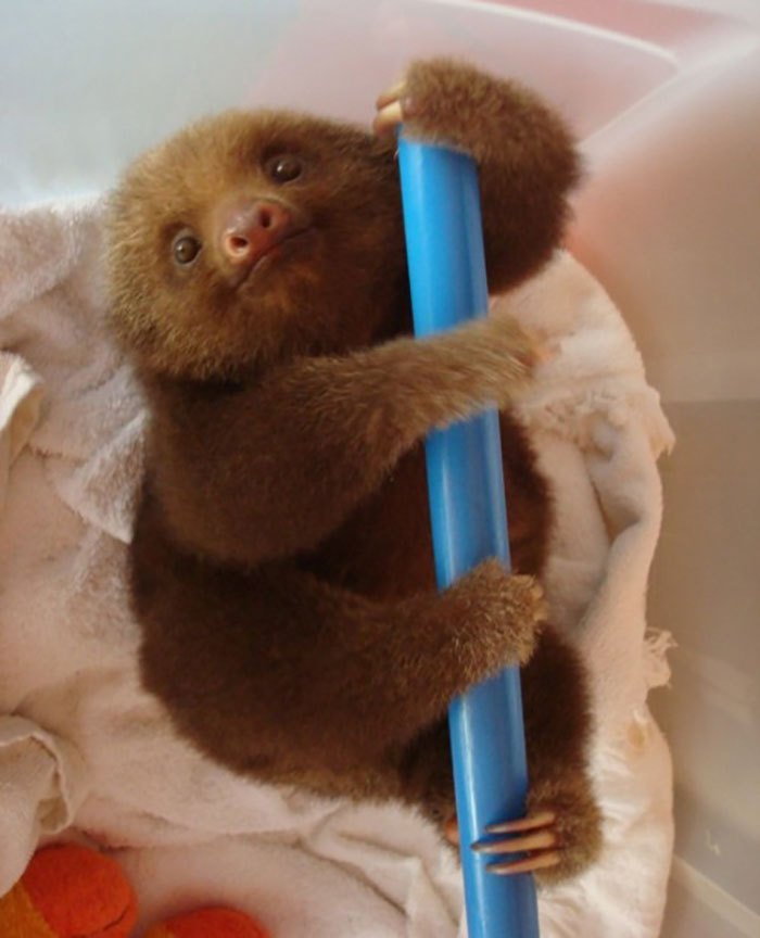 Another Baby Sloth