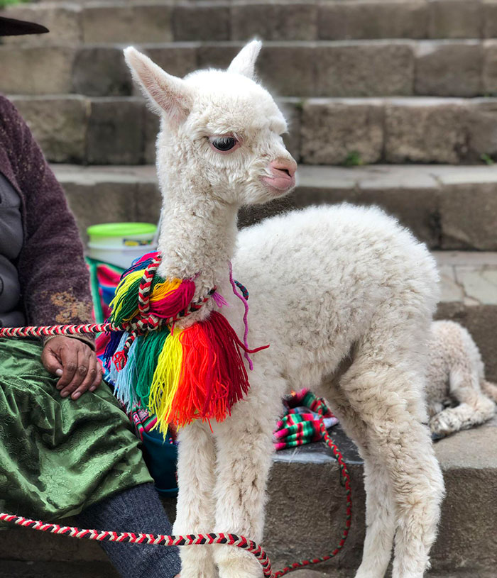 Baby Alpaca In Cuzco