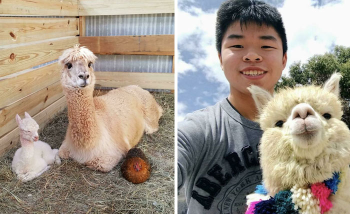 30 Times People Captured Alpacas Being Adorable
