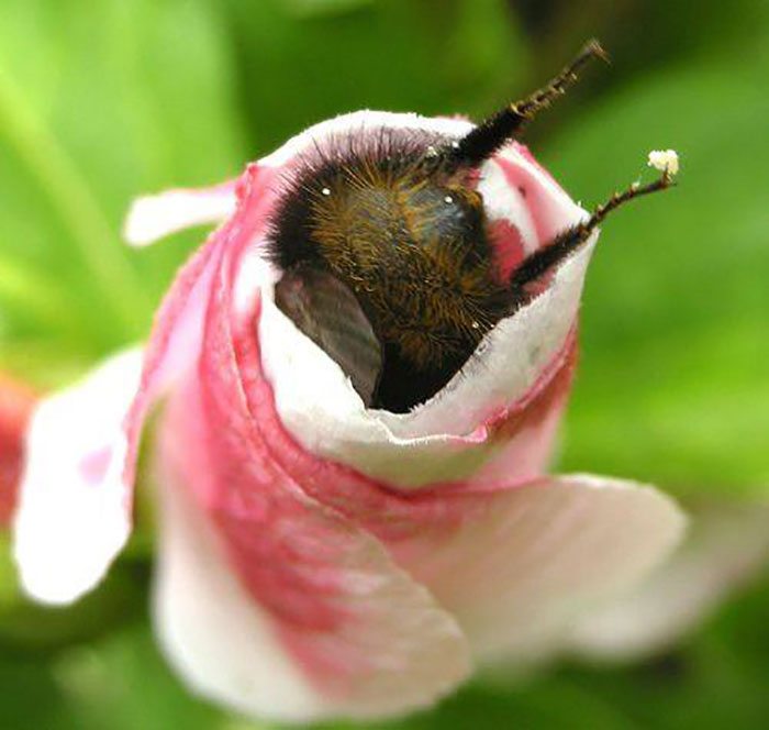A Bumblebees Bum And Lil' Legs Hanging Out Of A Flower