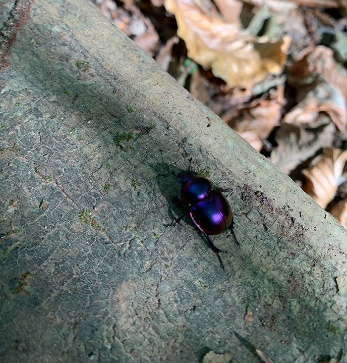 The Color Of This Beetle