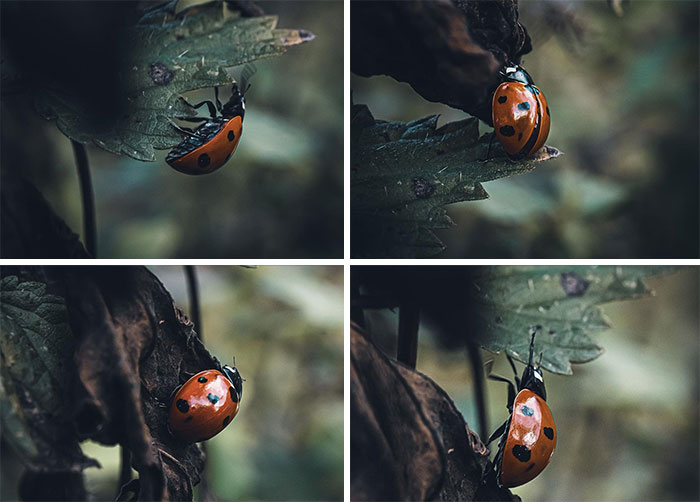 The Adventures Of A Ladybird
