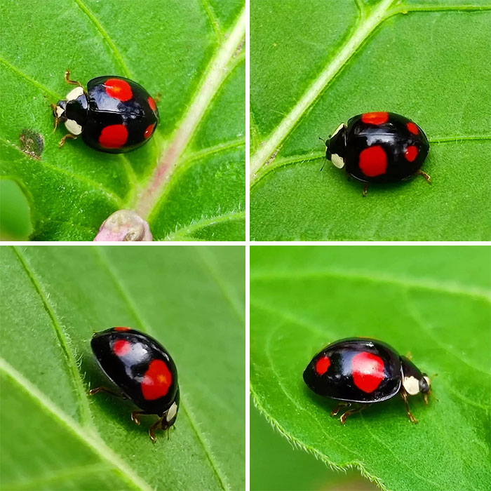 A Cute Ladybug