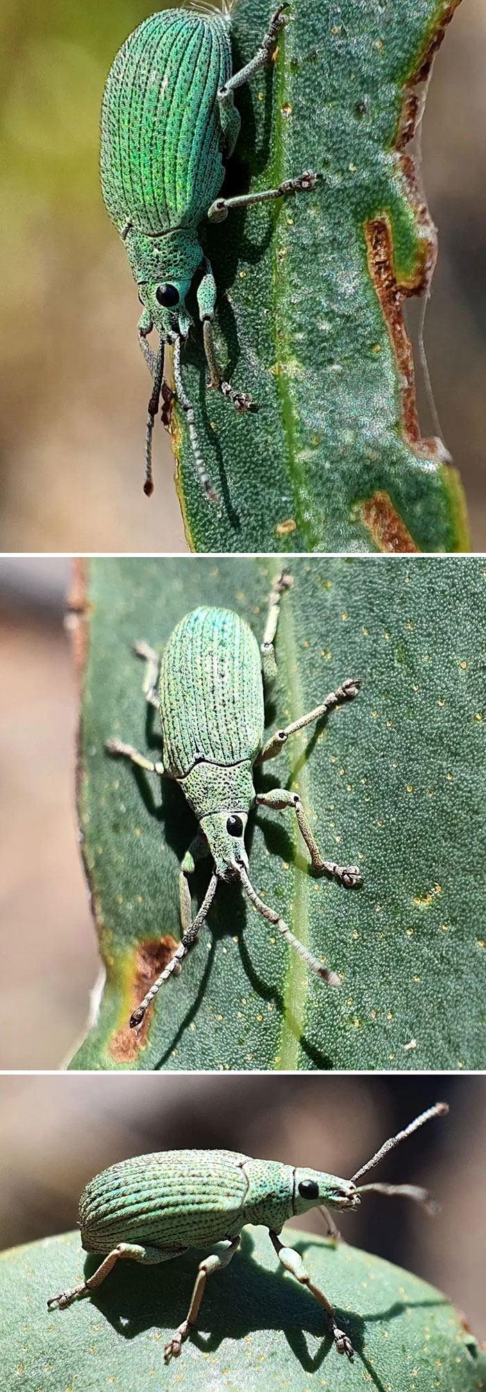 Such A Pretty Green Weevil