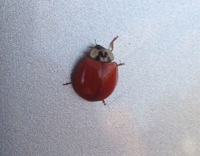 This Lady Bug Has No Spots