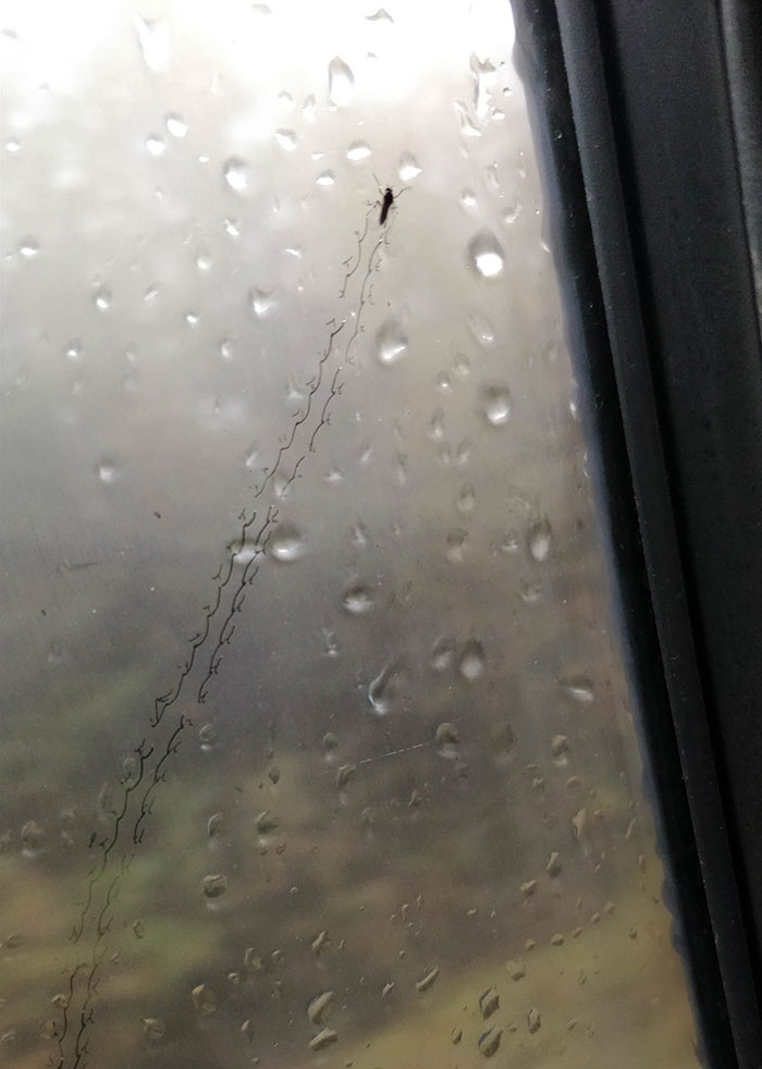 This Bug Is Leaving Footprints On A Foggy Car Window