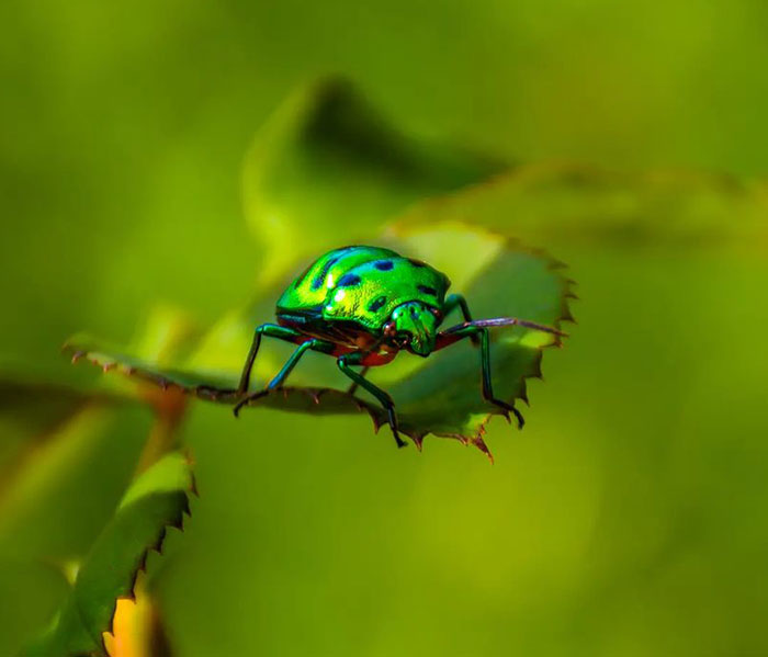 Jewel Bug Also Known As Sheild Backed Bug, Metallic Bugs Known For Their Colours