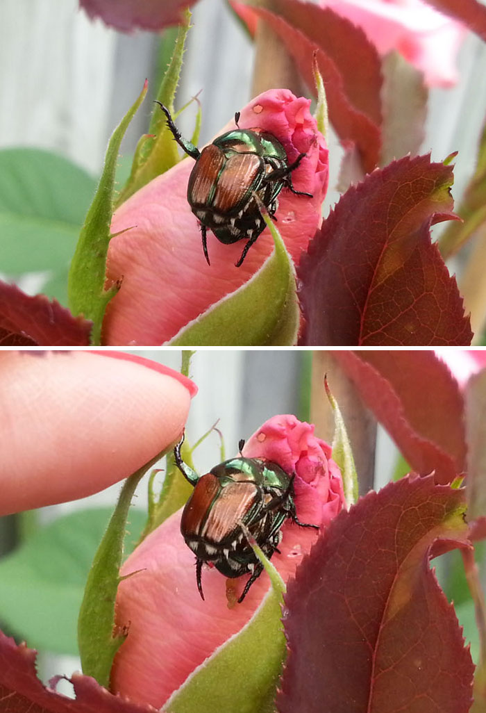 These Bugs Were Going At It On My Rose Bush And The Little Guy Gave Me A High Five