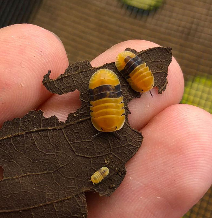 Amber Ducky Isopods Family