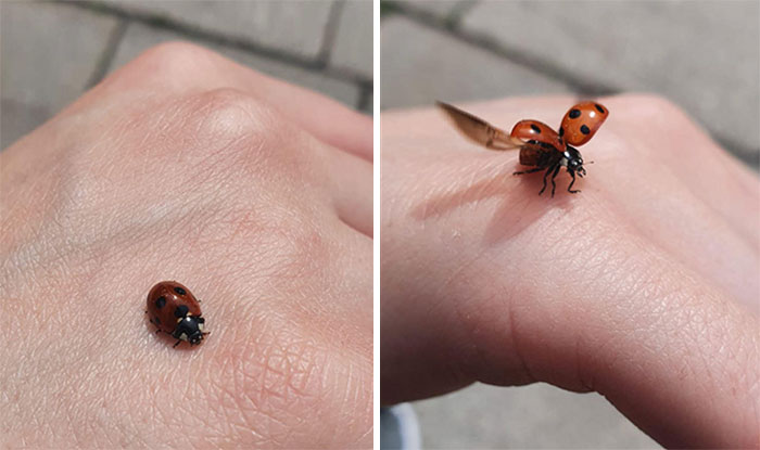 This Cute Ladybug Landed On My Hand