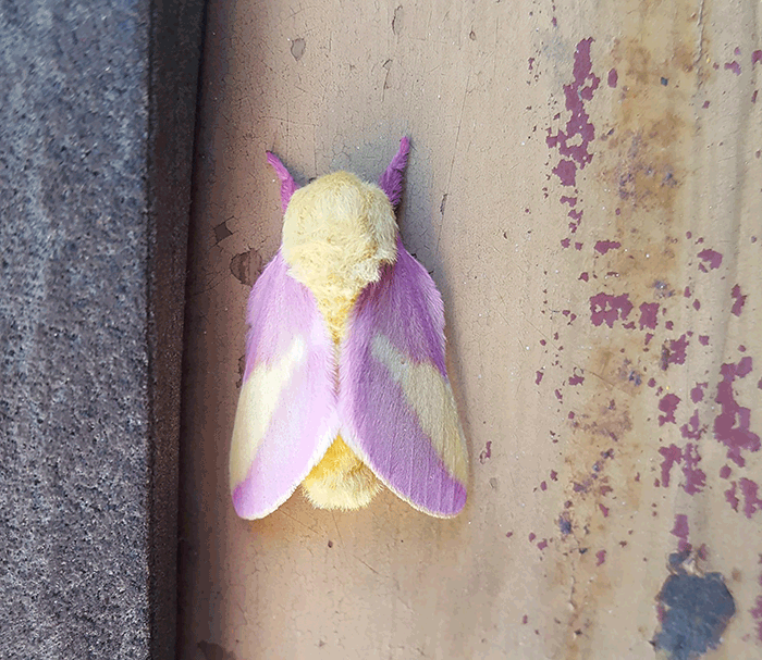This Moth I Spotted