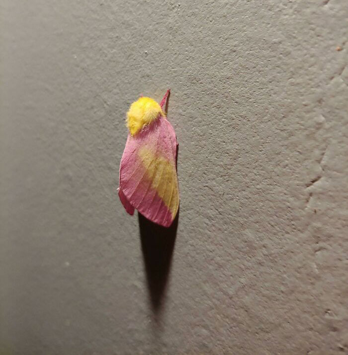 This Pink And Yellow Moth