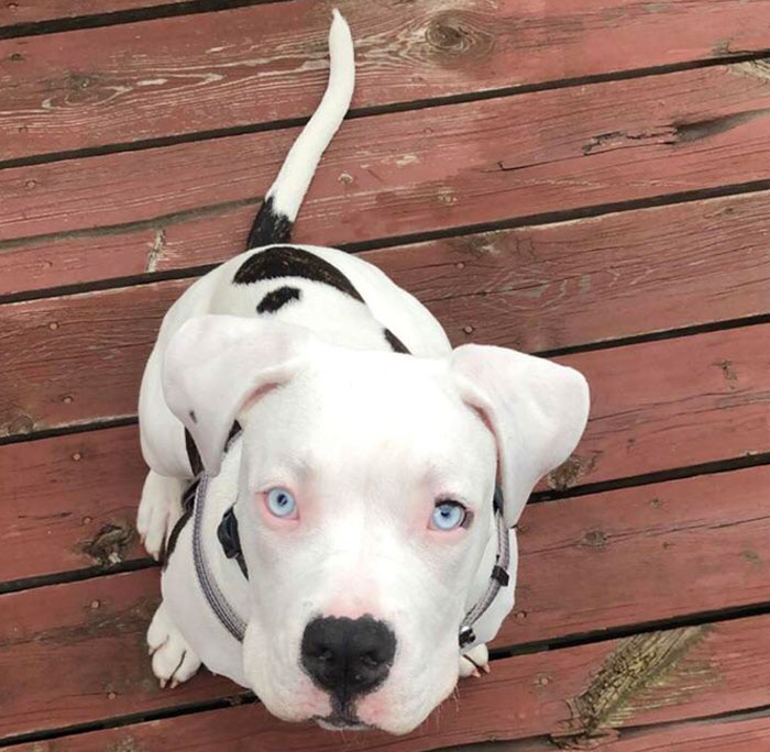 My Mother’s 4 1/2-Month-Old American Bulldog