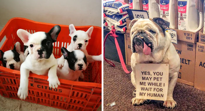 50 Cute Pics Of Bulldogs Prove How Common Stereotypes About Them Are Wrong