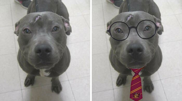 La cicatriz de este perro me recordó a cierto mago famoso, así que os presento a Harry Potterbull