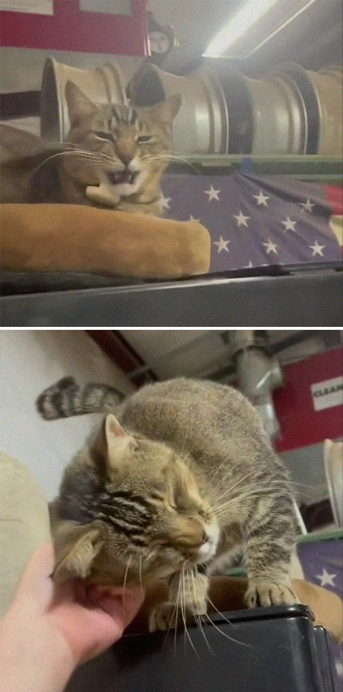 Beautiful Stray Cat That Adopted Owners At An Auto Parts Shop Is Employee Of The Month