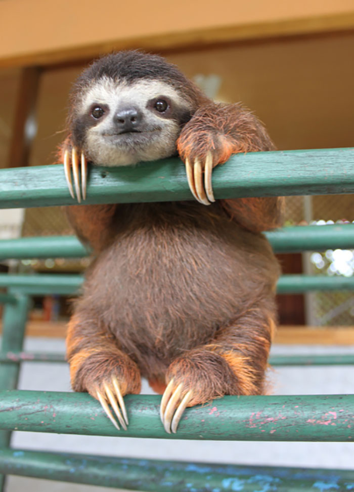 Ridiculously Photogenic Baby Sloth