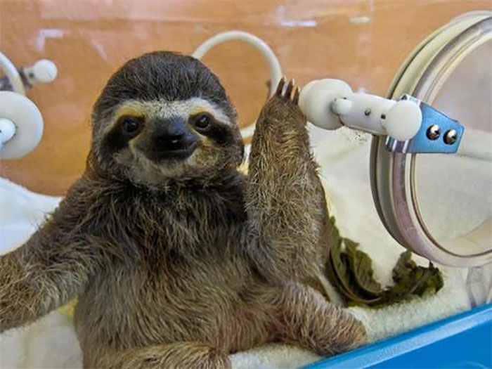 When Baby Sloths Are In Captivity, They Have To Be In Incubators