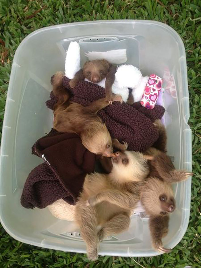 This Is A Basket Full Of Cuteness