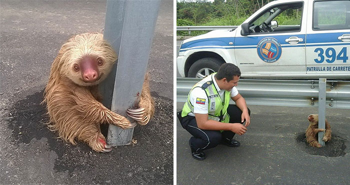 Policía de Ecuador rescatando a un perezoso agarrado a un poste que intentaba cruzar una carretera concurrida