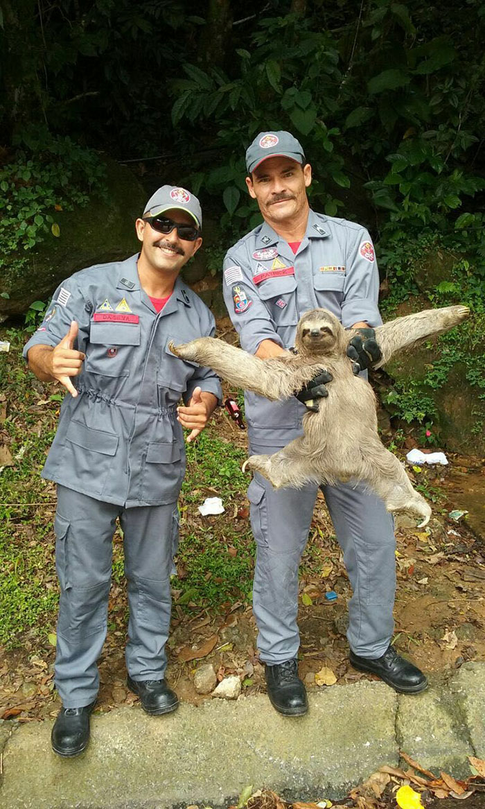 These Two Brazilian Firemen Rescued A Pretty Fabulous Sloth