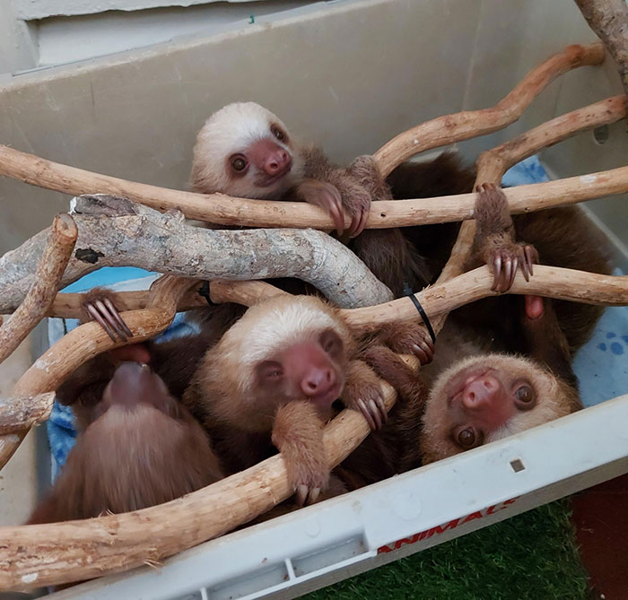 How Many Baby Sloths Can You Spot?