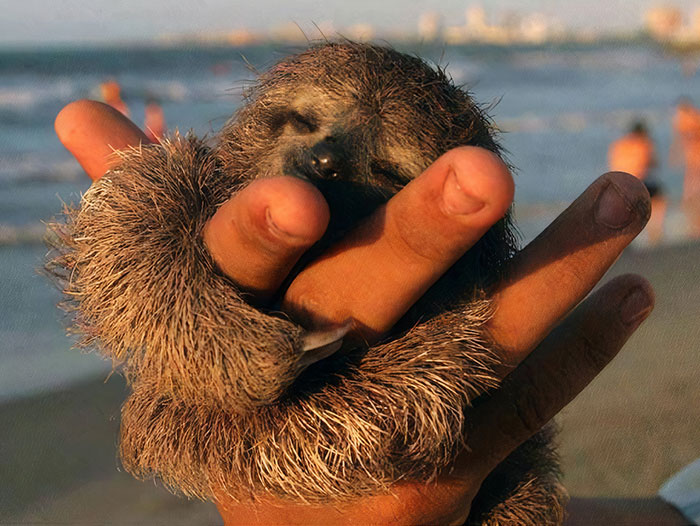 Looks Like A Baby Sloth, Acts Like A Baby Sloth, But It's Actually Fully Grown Pigmy Sloth