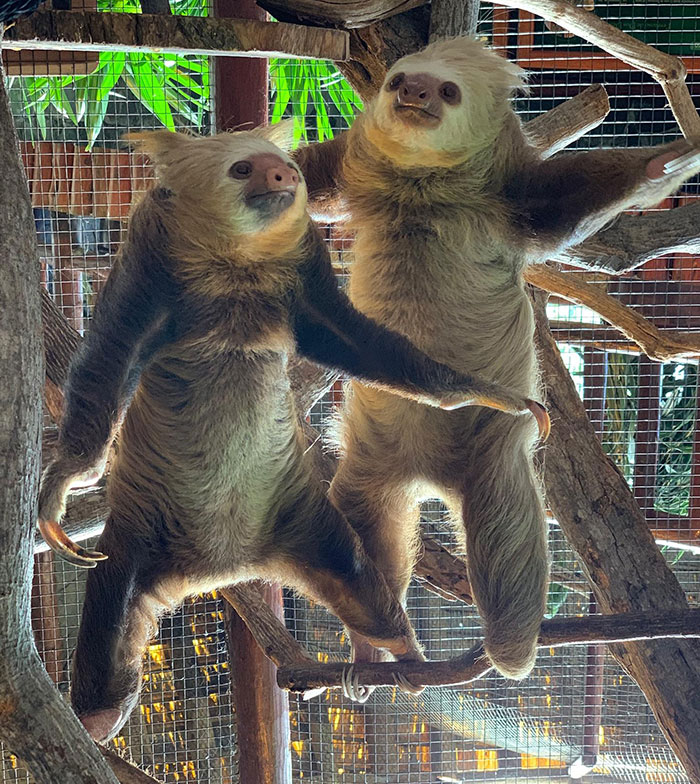 Sloths Upside Down, Astronauts