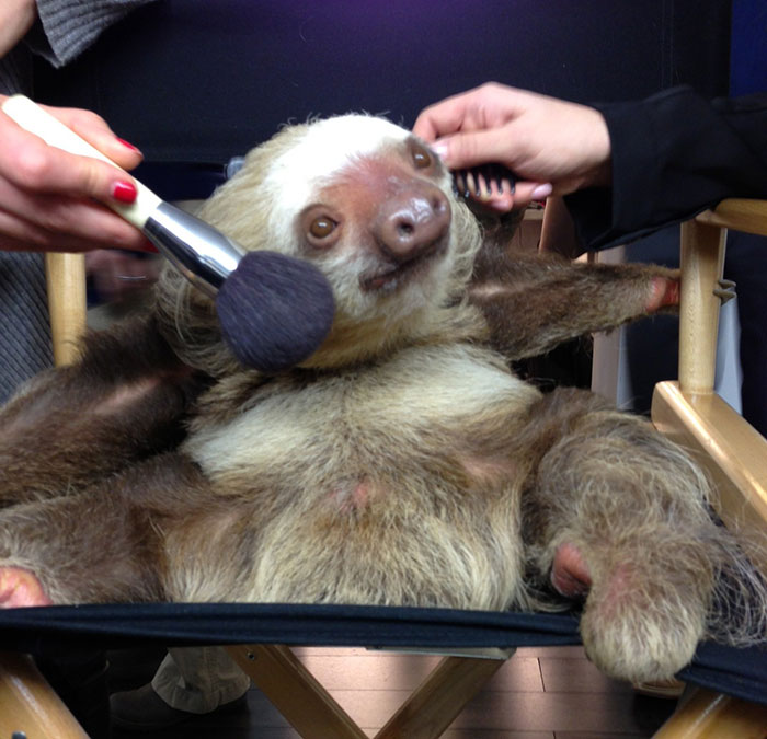CC The Sloth (From Staten Island Zoo) Getting Ready For The Today Show