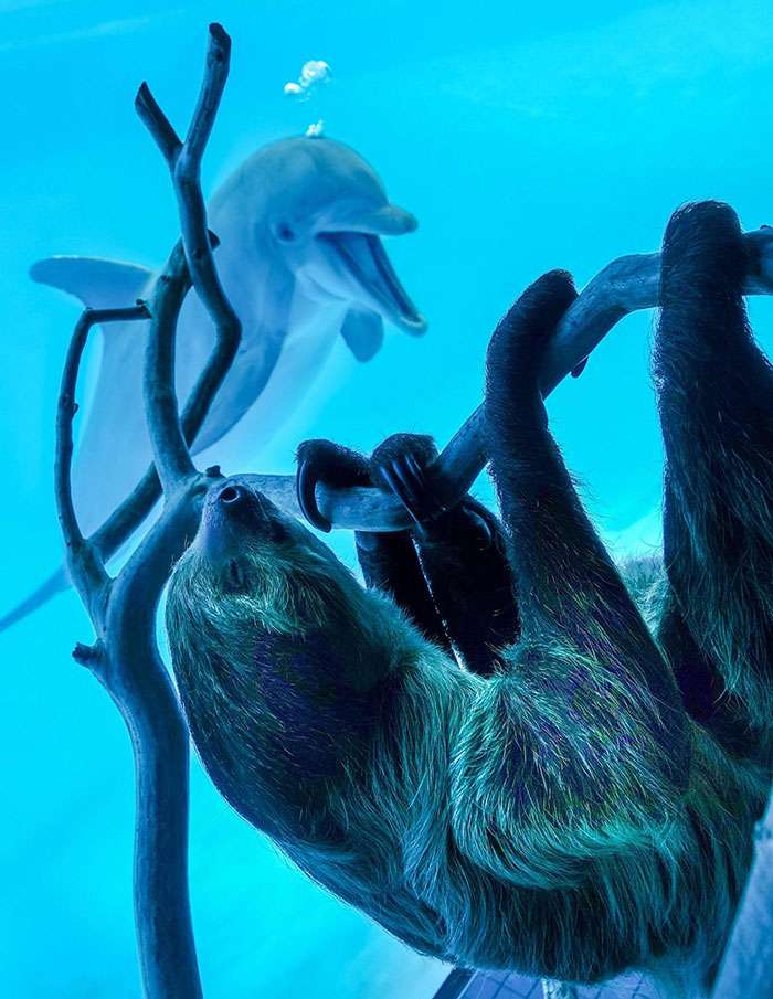 Texas Aquarium Shows A Sloth To The Dolphins