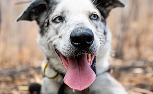 This Heroic Dog Saved Over 100 Koalas During The Australian Bushfires
