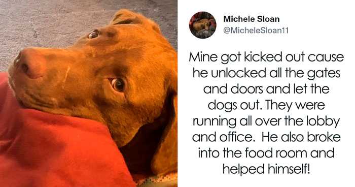 32 Times When Dogs Got Kicked Out Of Daycare For The Funniest Reasons, Shared By Owners Online