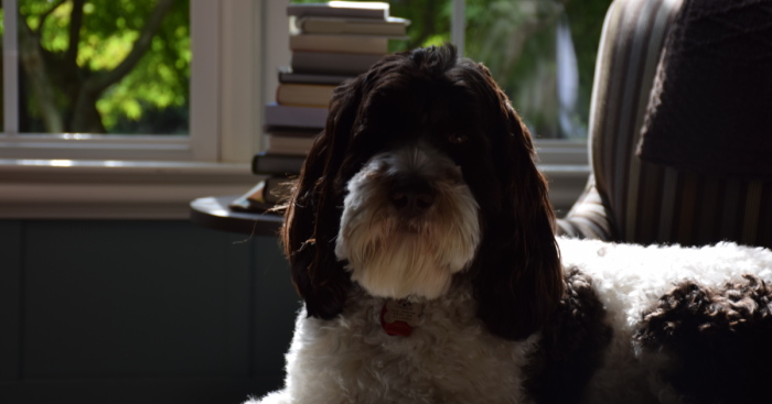 Hey Pandas, Post The Cutest Picture Of Your Dog (Closed)