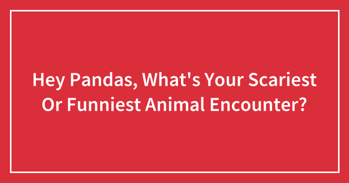 Hey Pandas, What’s Your Scariest Or Funniest Animal Encounter? (Closed)