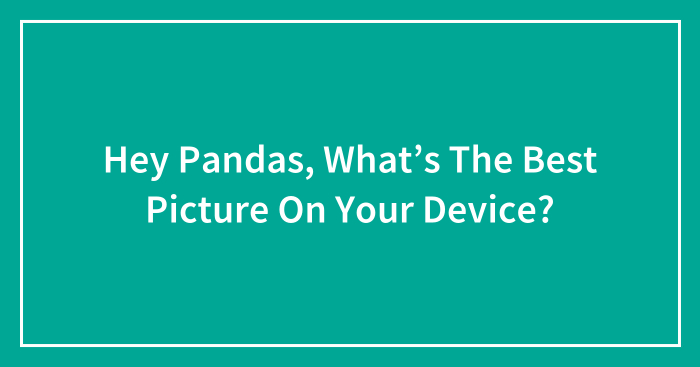 Hey Pandas, What’s The Best Picture On Your Device?