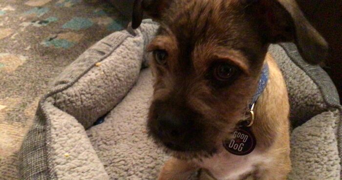 Hey Pandas, Photoshop This Doggo (Closed)