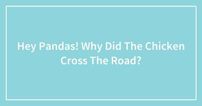 Hey Pandas! Why Did The Chicken Cross The Road? (Closed)