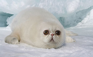 Designers Combined Animals Together And Some Of Them Are So Bad They're Funny (100 Pic)