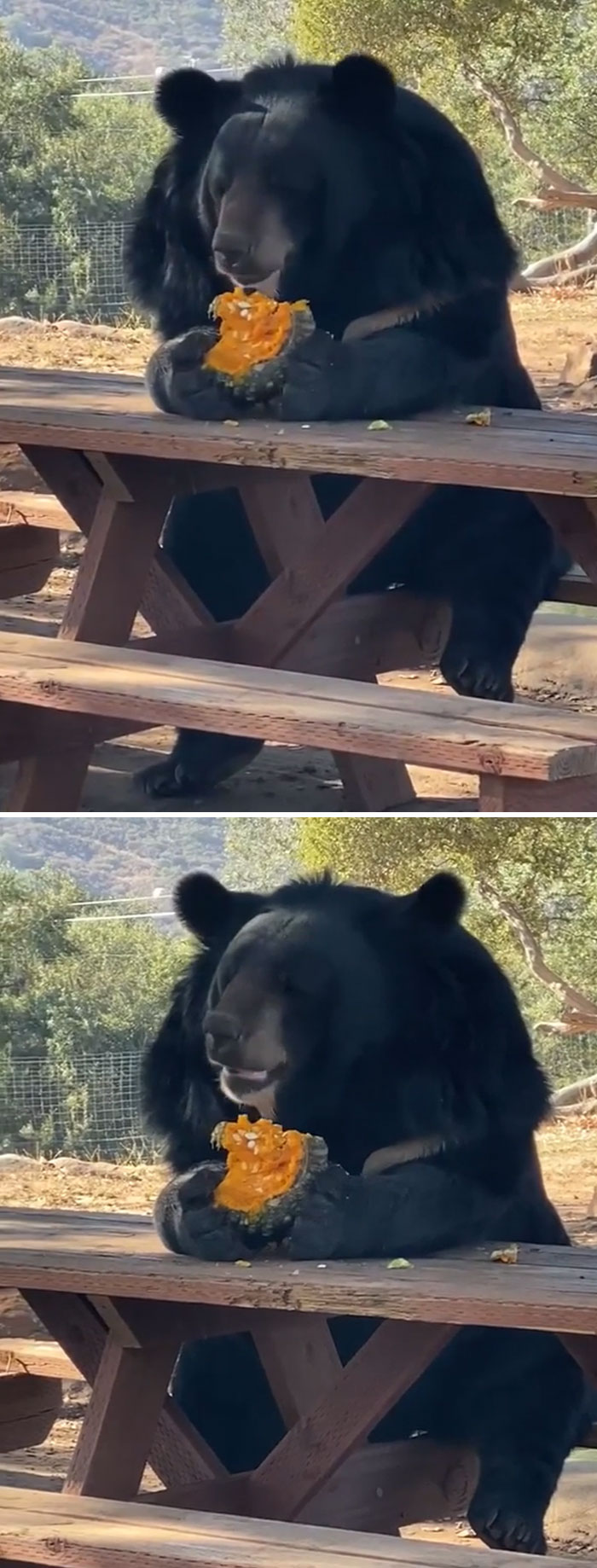 Just A Bear Eating His Lunch That Is All