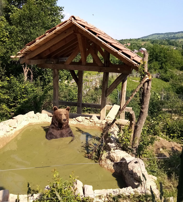 Estoy trabajando como voluntario en un refugio de osos en Croacia y pensé en compartir esta foto de un muchacho relajado con ustedes.