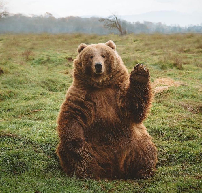 Un oso Kodiak enorme