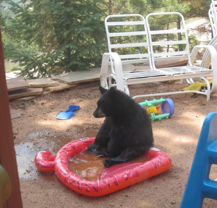 Un oso triste hizo un agujero en la piscina de mi amigo