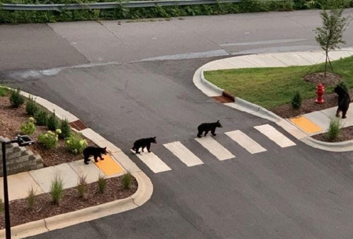 Los osos utilizan el paso de peatones como es debido