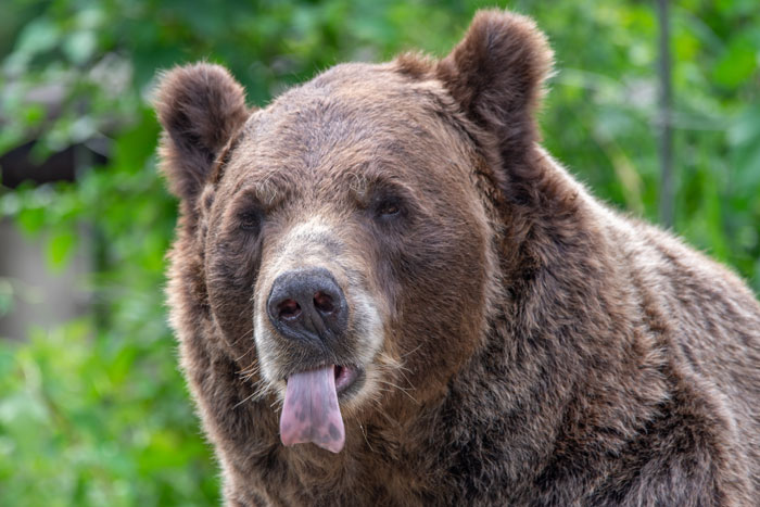 Bear Tongue