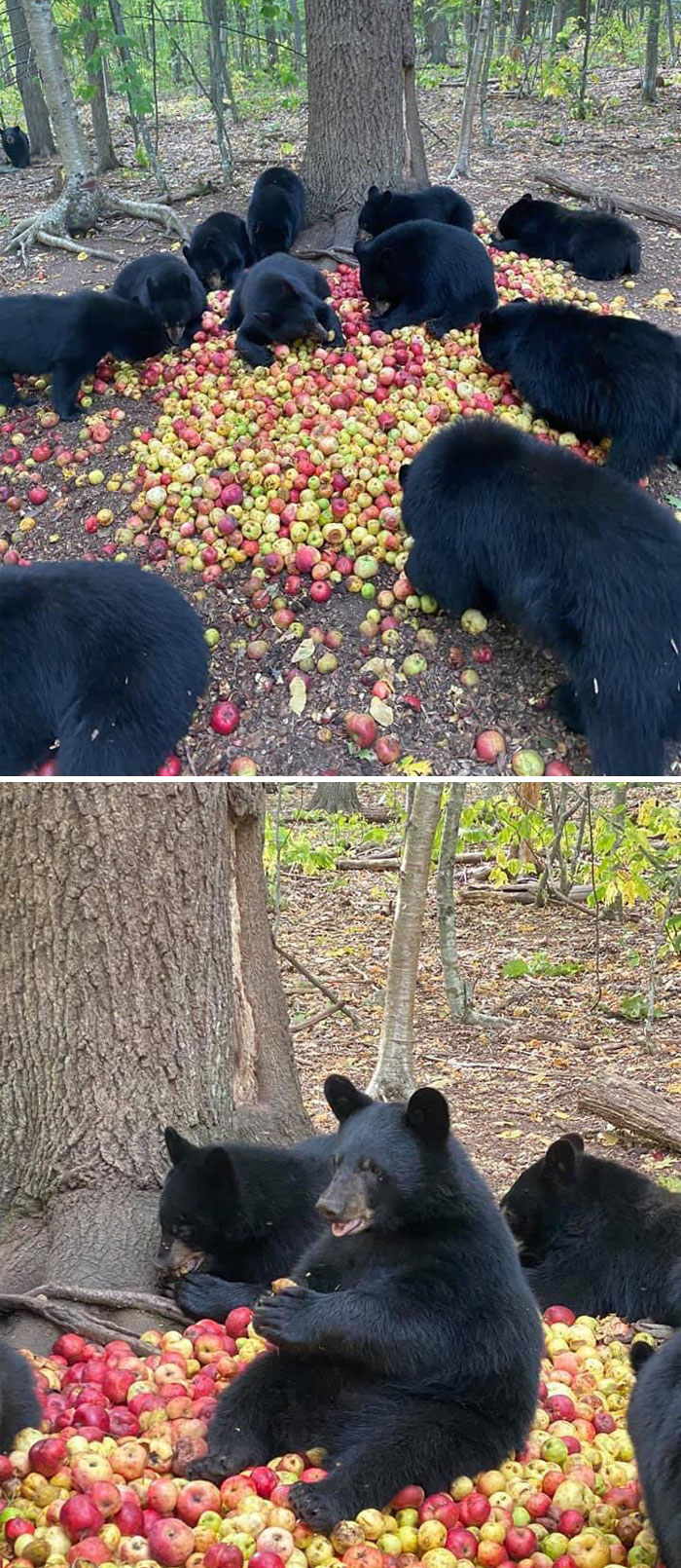Unos osos negros comiendo unas manzanas en el bosque