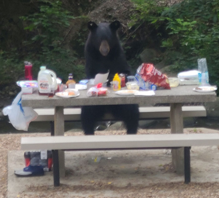 Our Cookout In Gatlinburg, TN Was Interrupted By A Bear Who Sat Just Like A Human At The Picnic Table While He Finished Off Our Food