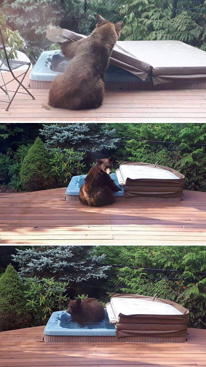 Incluso los osos necesitan relajarse de vez en cuando