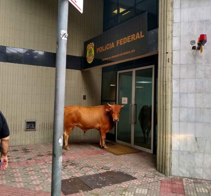 Esta mañana, una vaca se paró frente a la comisaría de la Policía Federal sin dejar entrar a nadie
