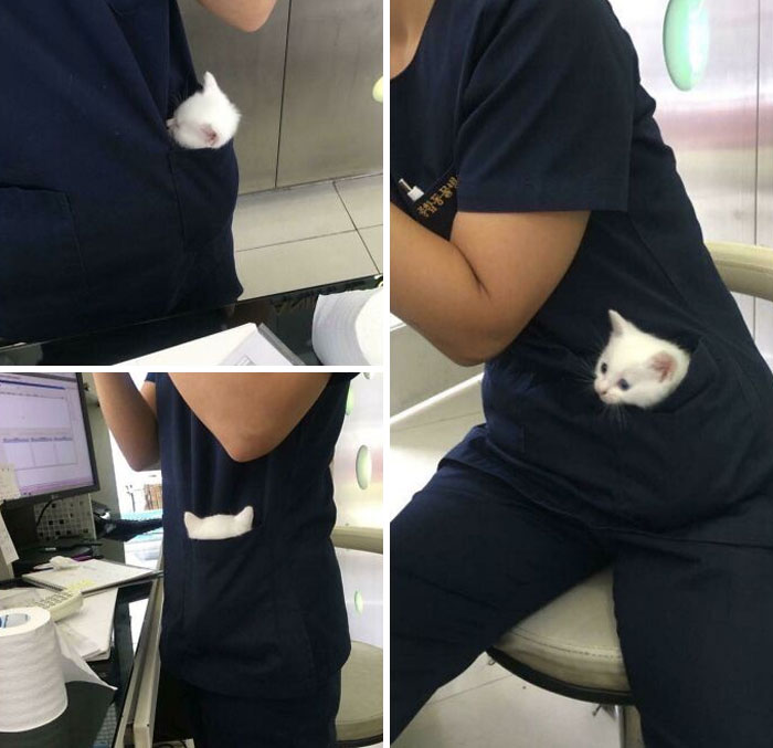 Esta veterinaria con un gatito en el bolsillo